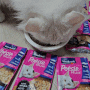 [고양이사료추천] 비타크래프트 델리스 대용량 고양이습식사료 명태