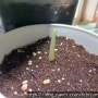 알로카시아 블랙벨벳 살리기 : 과습과 건조, 수경재배로 뿌리 받기