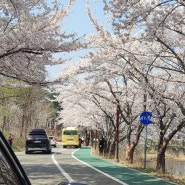 네버엔딩 벚꽃, 속초 영랑호 벚꽃 실시간 🌸