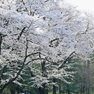 홍릉수목원 벚꽃 산책