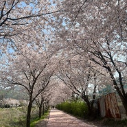 인천 서구 벚꽃 숨겨진 명소 ‘공촌천 벚꽃길’ 꽃구경 하고 왔어요🌸