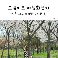 인천 서구 아이랑 갈만한 곳 드림파크 야생화단지 벚꽃 개나리