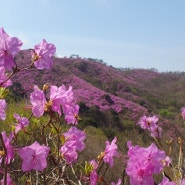 강화도 고려산 진달래 축제(4/12 금) 오늘 현황 실시간현황 상태