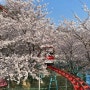 부산 근교 벚꽃 명소 | 김해 가야랜드 하늘자전거 (콘돌스카이) 후기