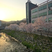 서울근교 벚꽃구경 야외자리 노상 모임장소 추천 벚꽃 야외자리