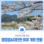 4월 12일, 실시간 평창읍&미탄면 벚꽃 개화 현황!