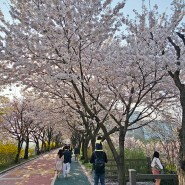 송파둘레길 성내천 벚꽃길 (2024.4)
