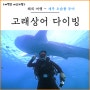 세부 오슬롭 고래상어 다이빙 자유여행 투어 추천