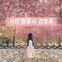 경남 사천 청룡사 겹벚꽃 명소 개화시기 실시간 상황 주차장 포토존
