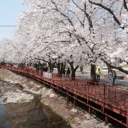 경기도 가평 벚꽃 명소 에덴벚꽃길 벚꽃축제