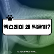 동물병원 강아지 고양이 방사선 X-ray 엑스레이 검사 왜 찍어요?