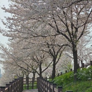 김포 계양천 4월 11일 벚꽃 만개
