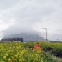 4월 제주 성산 가볼만한 곳 & 볼거리 유채꽃재배단지 성산