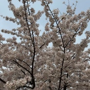 봄바람 휘날리며 ~ 흩날리는 벚꽃 잎이 ~