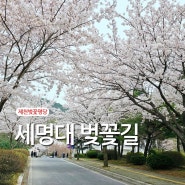 세명대벚꽃 4월 11일 온 세상이 하얀 꽃길