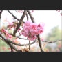 서울 올림픽공원 충헌공김구선생묘 겹벚꽃