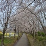 경포 호수 벚꽃 현황 24년 4월 11일 낮과 밤