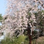 서울 벚꽃 명소 : 수양벚꽃이 만개한 선유도공원 (24. 4. 5.방문)