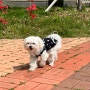 양산 증산역근처 가볼만한곳 강아지옷 가성비있는 반려동물용품점 이츠펫