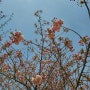 경주 겹벚꽃 :: 선덕여왕길 맨발 산책로(24.04.10)