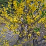 봄 일상 - 꽃구경으로 힐링한 날들 🌸