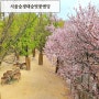 서울숲 벚꽃위치 산책하기 좋은 생태숲 벚꽃엔딩