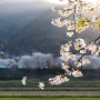 벚꽃 촬영은 역광으로... 4월 봄 국내여행 출사 여행지 충남 천안 목천 용연저수지