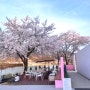 합천 - 로우풀, 합천호가 한눈에 내려다 보이는 벚꽃 명당 대형카페