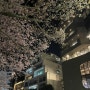 ||부산 벚꽃 명소|| 해운대 달맞이길 산책 - 2024.04.01