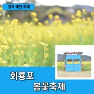 예천 회룡포 봄꽃축제 주차장 유채꽃 청보리