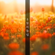 서울숲공원 튤립 4월 11일의 기록