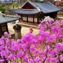 진달래 매화향기 가득한 궁궐의 봄 창경궁 풍경