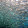 04.12 렛츠고보홀 나팔링투어 ~Swim together with millions sardines in napaling~