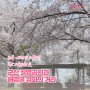 군산 가볼만한 곳 - 벚꽃 만개한 월명공원과 해망굴 영화의거리