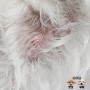 강아지 곰팡이성 피부염 연고, 피부에 나타나는 증상은?