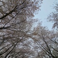 벚꽃구경, 한번으로 아쉬우니 인천대공원으로 한번 더!