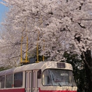 노원구 화랑대철도공원 벚꽃 나들이