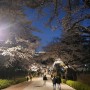 2024 봄꽃놀이 2 / 밤벚꽃구경 어린이대공원, 워커힐, 여의도 벚꽃길(윤중로)