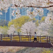 [일주일일상] 벚꽃이만연했던 4월 둘째주