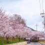 인천 당일치기 여행 신시모도 스쿠터타고 벚꽃 라이딩 (배 시간, 요금, 개화 상황)