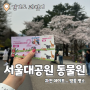 과천 서울대공원 벚꽃구경 후기 (동물원+리프트 이용권)