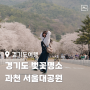 경기도 벚꽃명소 과천 서울대공원 사진 찍으러가볼만한곳
