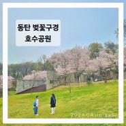 동탄 호수공원 벚꽃 데이트 동탄 벚꽃 구경 2탄