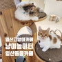 일산아이와 가볼만한곳) 일산고양이카페 냥이놀이터에서 귀여운 고양이들 보고 왔어요 :)