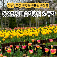 전남 4월 보성 동윤천생태습지공원 벚꽃 튤립 철쭉 산책길 주차