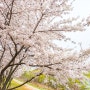 대구 동촌유원지/봄/벚꽃