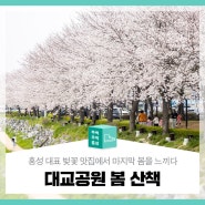 홍성 대표 벚꽃 맛집! '대교공원'에서 마지막 봄을 느끼다