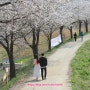 밤고지(두포리) 마을, 임진리 벚꽃 축제: 경기도 파주 벚꽃 명소 5, 6(주차장)