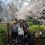 네버 엔딩 벚꽃 나들이 포항 연구실 동료들과 함께 보내는 대학원생 일상 블로그 - 서로이웃추가 환영