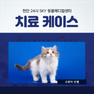 아산24시동물병원 고양이 빈혈 치료 후기
